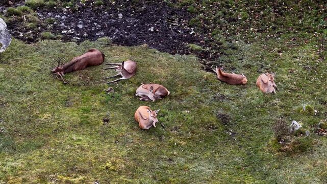 Red deer stag and his harem sleeping during the day