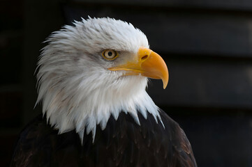 Obraz premium american bald eagle