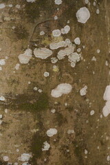 Background made of brown natural tree bark