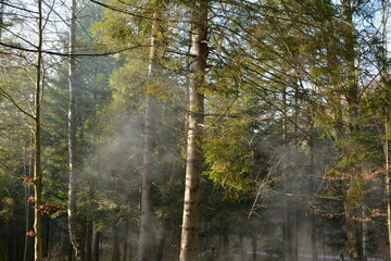 Smoke in the forest spreads among the trees
