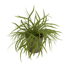 Chlorophytum (spider plant) potted isolated transparent background realistic photo 3d rendering PNG with alpha channel
