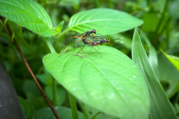 A couple of Stilt Legged Flies (Micropezidae) mating on a gren leaf in nature