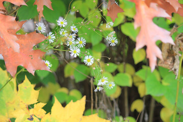 Wildflowers and asters blooming among the contrasting orange yellow and green autumn leaves close-up