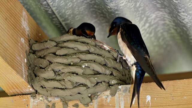 Nurturing Barn Swallows Feeding Young Chicks in Mud Nest Under Roof Eaves