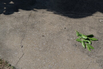 Green Leafy Branch Dropped on Gray Concrete Surface with Natural Shadows Present