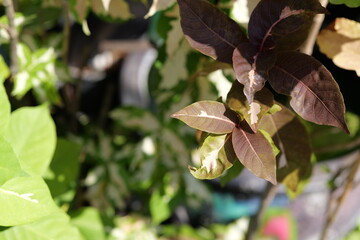 Vibrant Green and Purple Leaves with Intricate Patterns in Natural Light