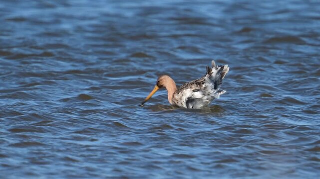 Black-tailed godwit (Limosa limosa) bird in the new Reevediep nature reserve near Kampen Overijssel during a beautiful springtime evening. 