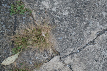 Dry Grass and Weeds Growing Through Cracked Concrete Surface in Urban Environment