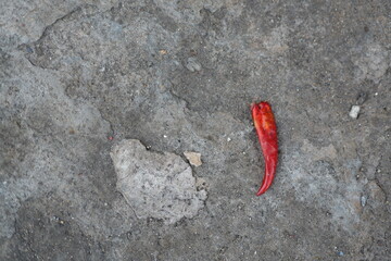 Single Red Chili Pepper on Rough Gray Concrete Surface for Culinary Use and Decor