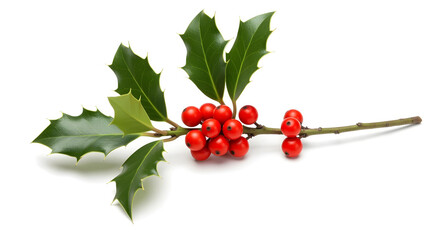 berries isolated on white background