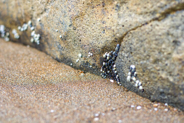a group of very small sea snails on a rock