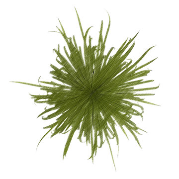 Chlorophytum (spider plant) top view isolated transparent background realistic sketch PNG with alpha channel
