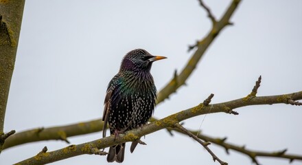 Elegant starling perched gracefully upon a stark winter tree branch in the gray daylight