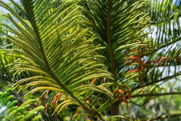 Fototapeta premium A detailed view of tropical palm leaves, beautifully showcasing their vibrant green foliage and natural beauty