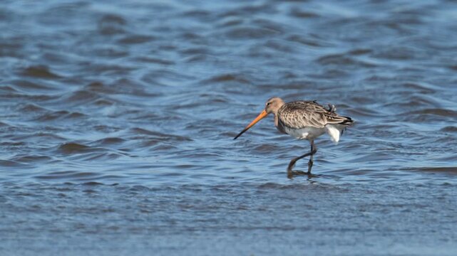 Black-tailed godwit (Limosa limosa) bird in the new Reevediep nature reserve near Kampen Overijssel during a beautiful springtime evening. 