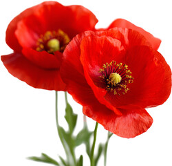 bright red poppies isolated on white or transparent background