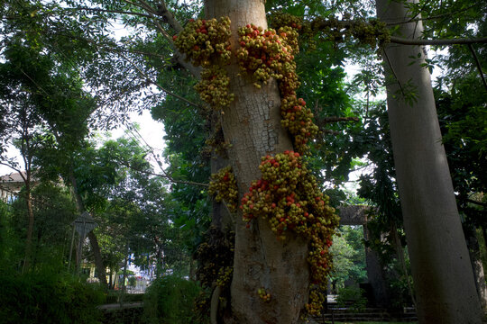 Close up of Ficus nota fruit on its tree trunk, a type of fig tree found in Yogyakarta, Indonesia