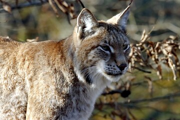 lynx
