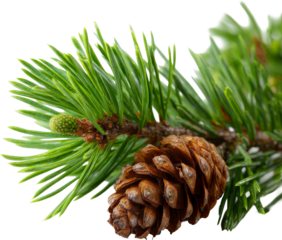 evergreen pine branch with cone isolated on white or transparent backdrop