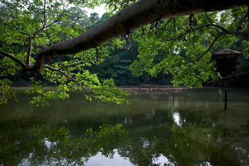 Close up of Ficus nota tree, a type of fig tree above the surface of the lake and its reflection in Yogyakarta, Indonesia