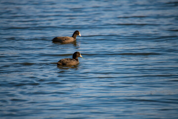 Two water birds swimming leisurely on the water