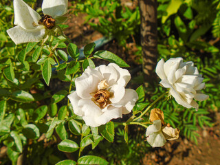 Soft Pink and White Roses in Morning Sunlight &ndash; Close-Up Floral Photography. Delicate pastel roses blooming in a sunny garden, a beautiful floral display.