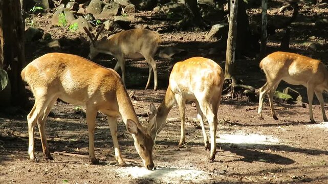 Golden deer grazing at Mount Popa in Myanmar