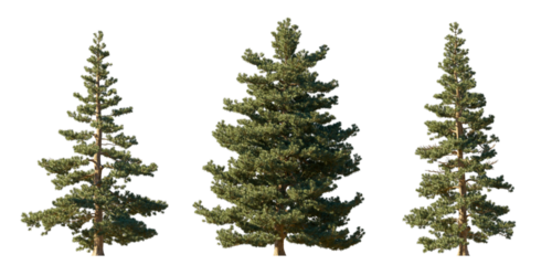 Sciadopitys Verticillata (Japanese Umbrella Pine) isolated PNG on a transparent background premium nature cutout