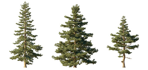 Sciadopitys Verticillata (Japanese Umbrella Pine) isolated PNG on a transparent background premium...