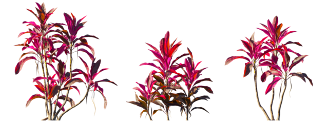 Cordyline Fruticosa (Ti Plant) isolated PNG on a transparent background premium nature cutout