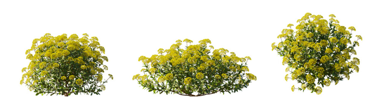 Bupleurum Fruticosum (Shrubby Hare's Ear) isolated PNG on a transparent background premium nature cutout