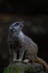 Meerkat Suricato Suricata