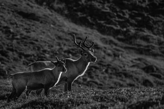 A dramatic black and white of two reindeer (Rangifer tarandus)
