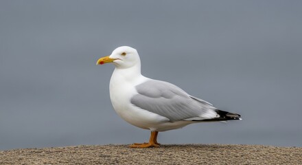 Obraz premium Elegant seagull portrait showcasing coastal wildlife and natural beauty on a serene day