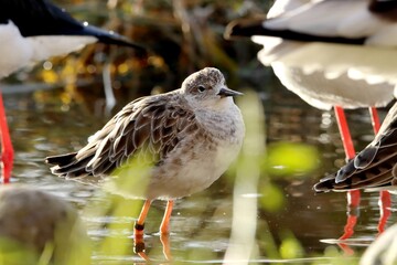 oiseau
