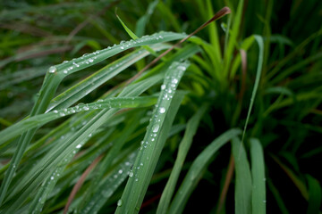 Sereh, green lemongrass green leaves with water splash or Cymbopogon citratus in the fields