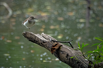 A Common sandpiper perches on a branch