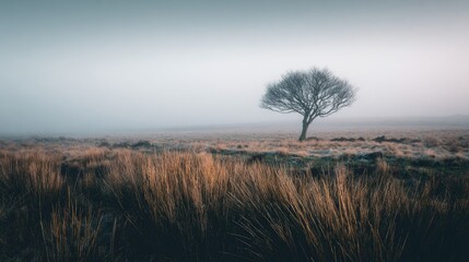 Bare Tree Standing in Foggy Field with Golden Grass Landscape Photography