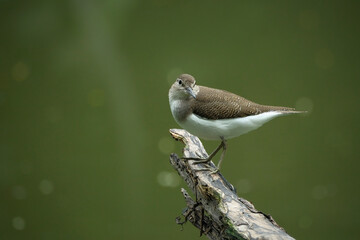 A Common sandpiper perches on a branch
