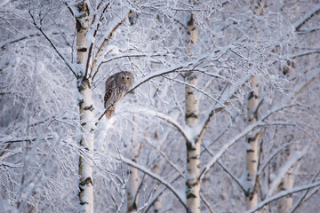 Ural owl winter scene