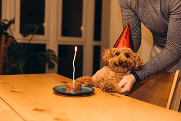 A small red poodle on a grey background licks after a delicious meal, close up. Front view