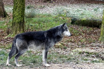 loup