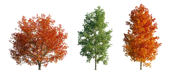 Fraxinus Americana (White Ash) isolated PNG on a transparent background premium nature cutout