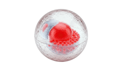 Cell Structure Illustration: Detailed 3D Render on White Background