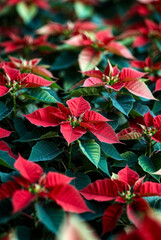 Fototapeta premium Poinsettia plants grow in a garden during afternoon light in a tropical setting with vibrant red and green leaves