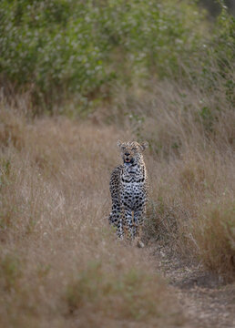 View of a leopard standing alert amidst the golden grasses and scattered dry brush, a symphony of camouflage and wild beauty, Kruger National Park, Mpumalanga, South Africa.