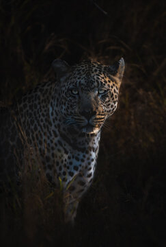 View of a leopard's intense gaze piercing through the shadowy undergrowth in Kruger National Park, contrasting light and dark fur, Kruger National Park, Mpumalanga, South Africa.