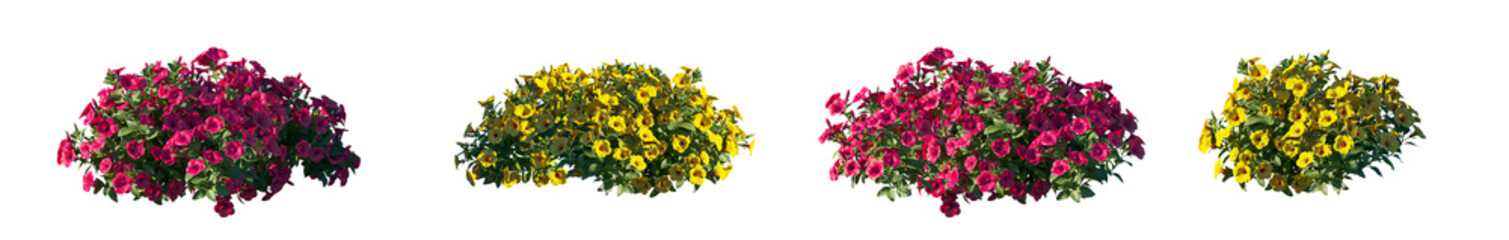 Petunia Hybrida red and yellow flower plant isolated PNG on a transparent background premium nature cutout isolated PNG on a transparent background premium nature cutout