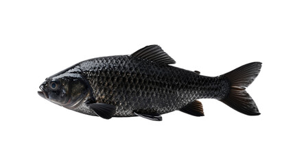 Obraz premium Large scaly fish with dark fins isolated