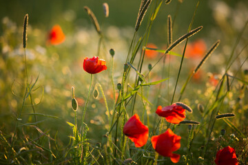 Poppies